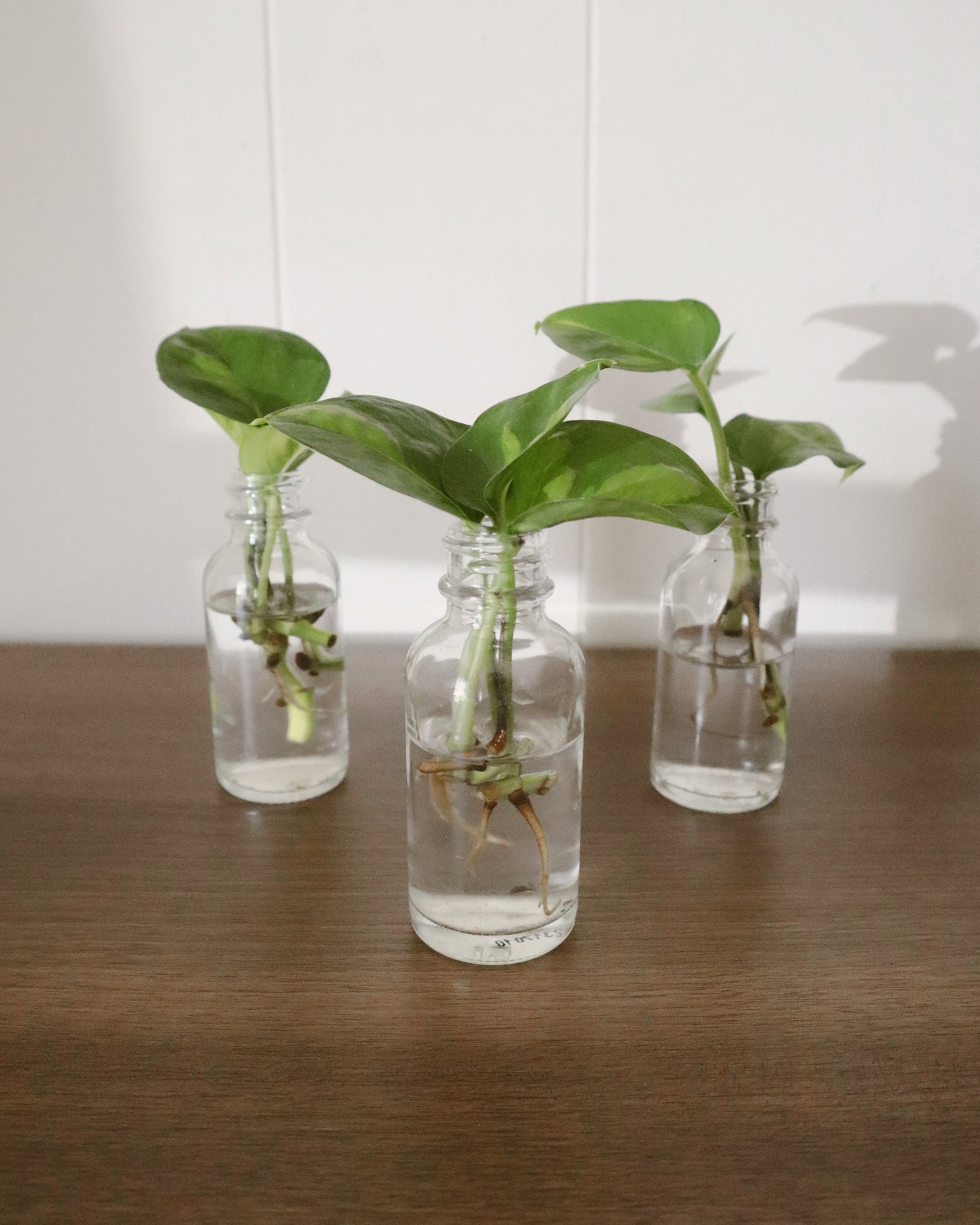 Global Green Pothos - Rooted Cuttings