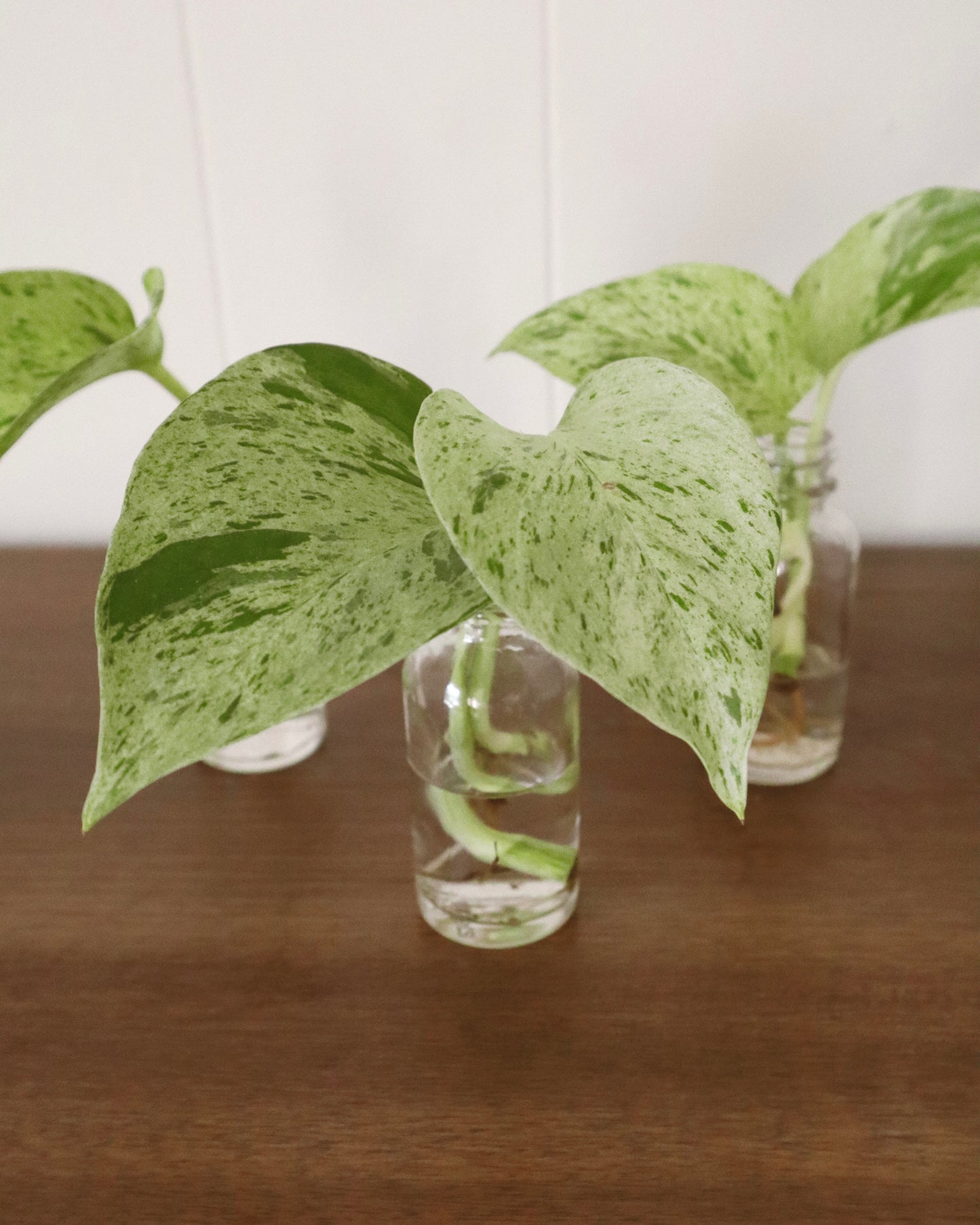 Marble Queen Variegated Pothos - Rooted Cuttings