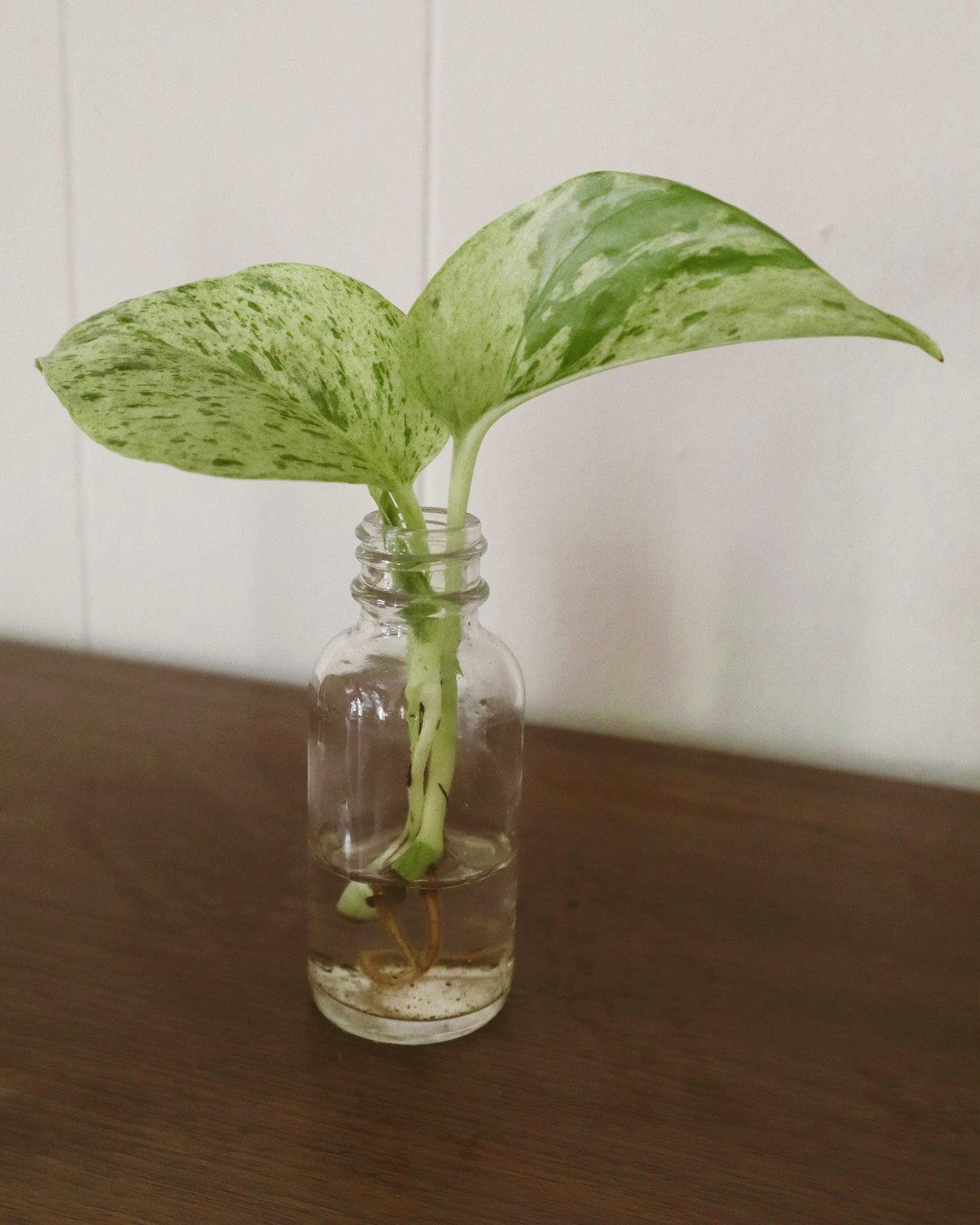 Marble Queen Variegated Pothos - Rooted Cuttings