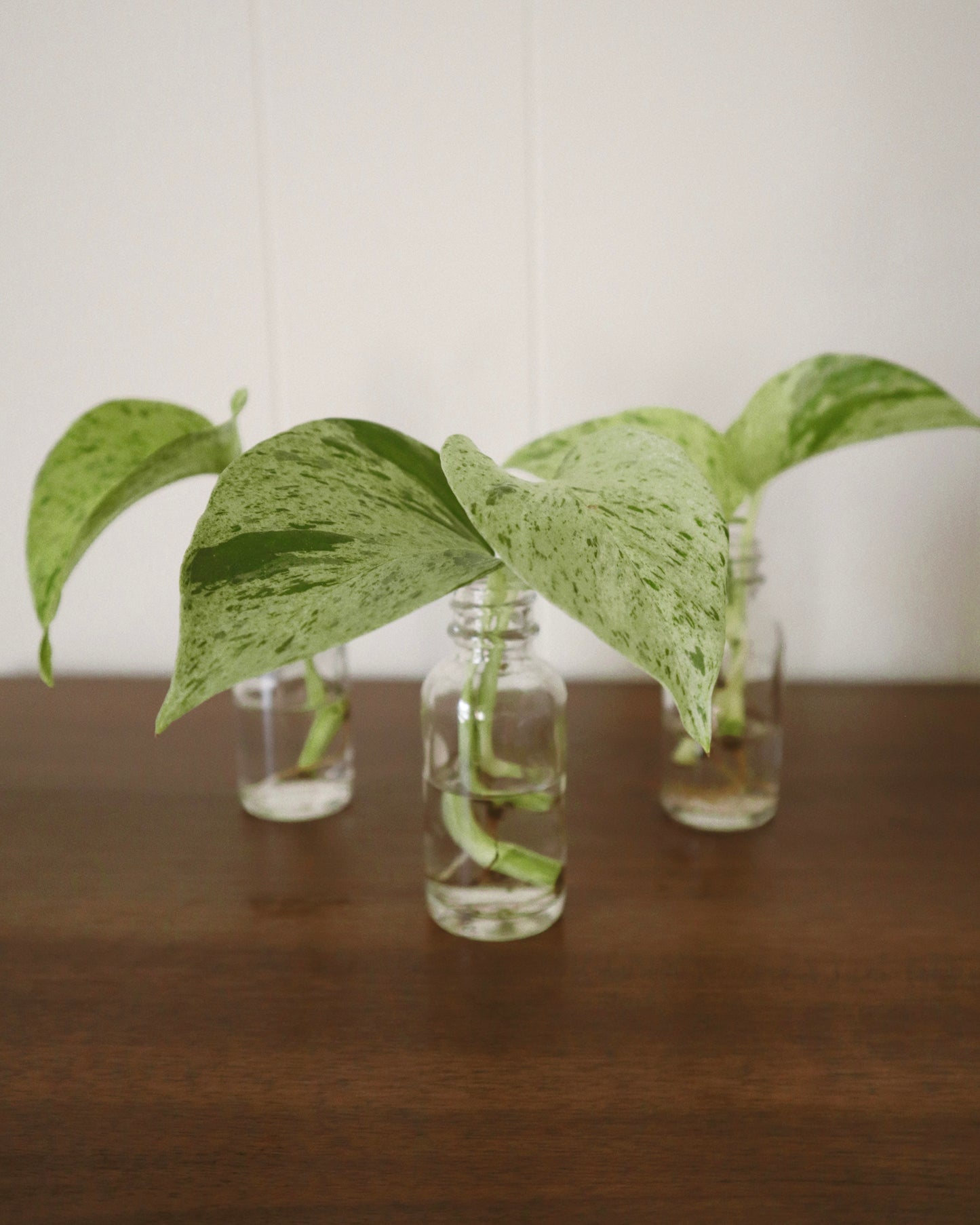 Marble Queen Variegated Pothos - Rooted Cuttings