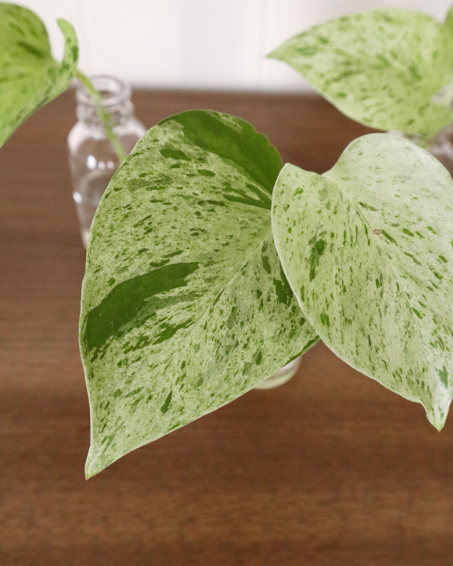 Marble Queen Variegated Pothos - Rooted Cuttings