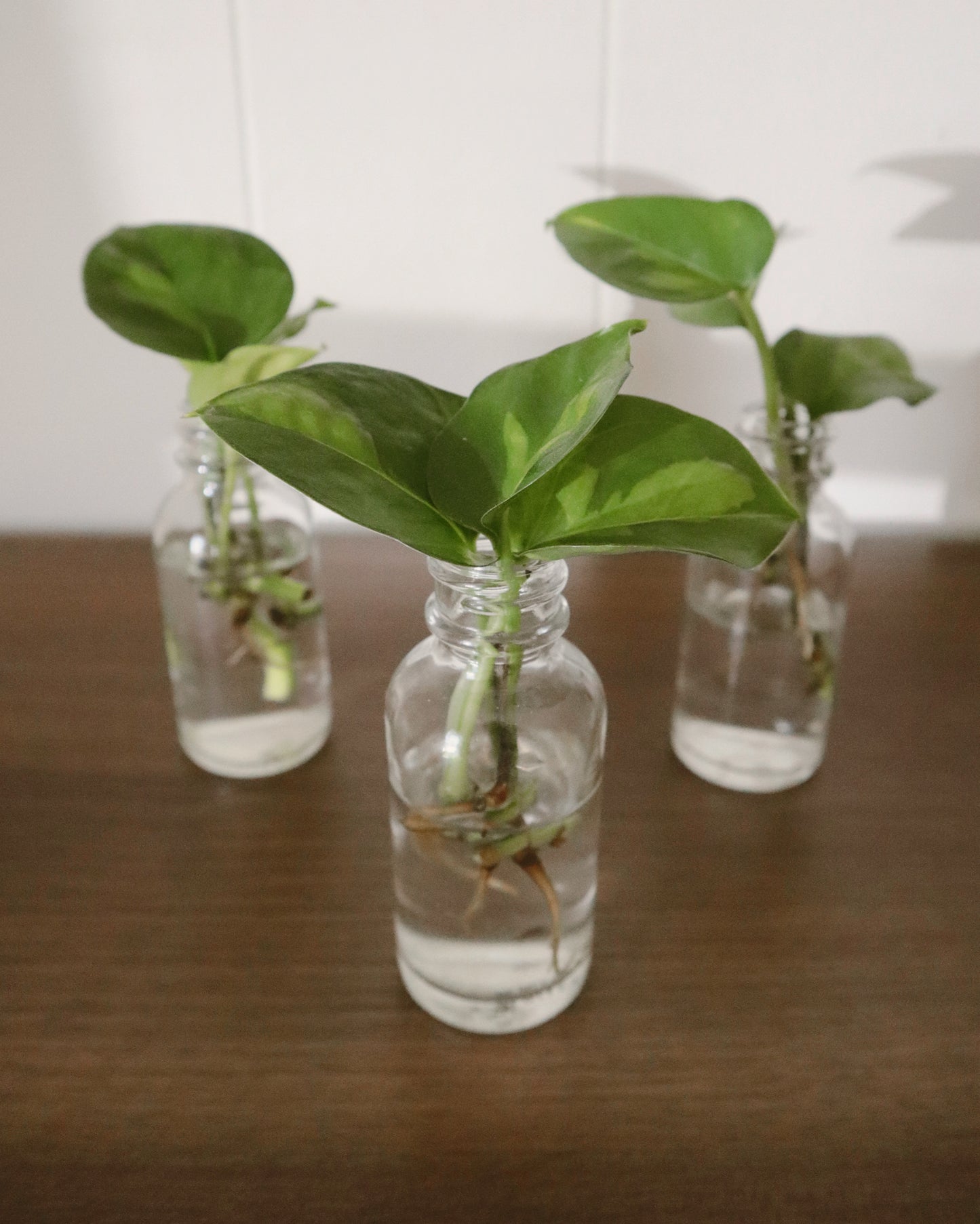 Global Green Pothos - Rooted Cuttings