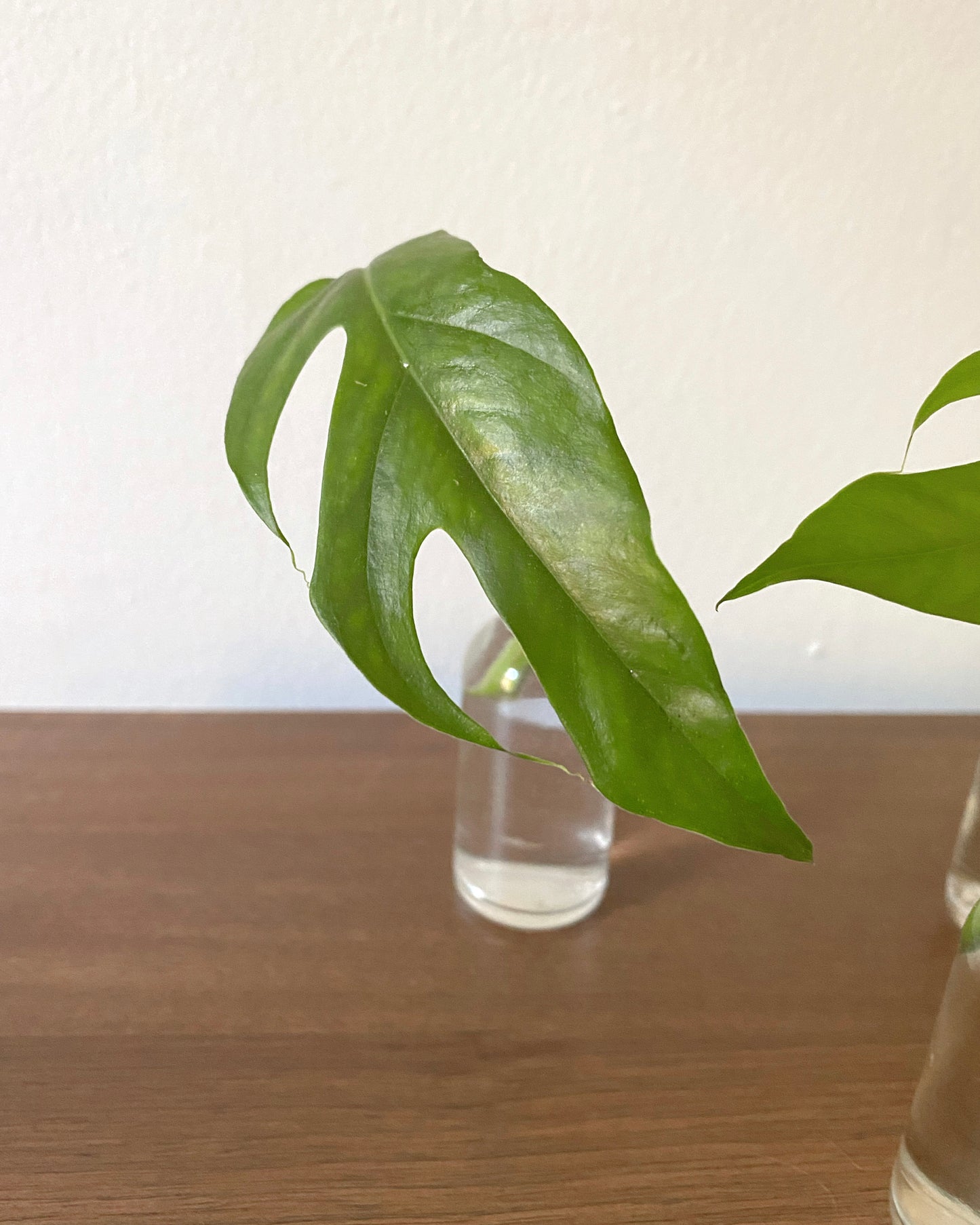 Baltic Blue Pothos - Rooted Cuttings