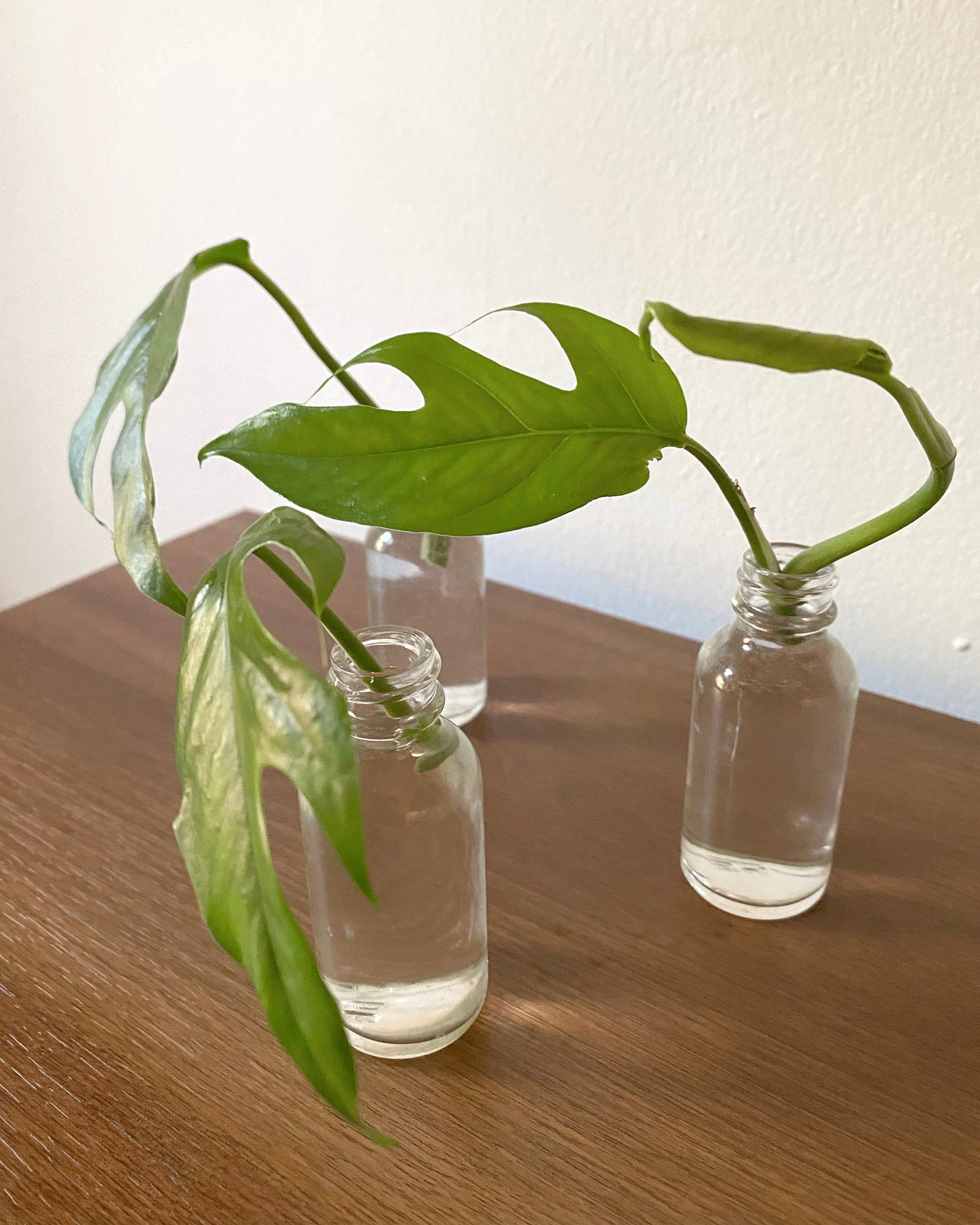 Baltic Blue Pothos - Rooted Cuttings