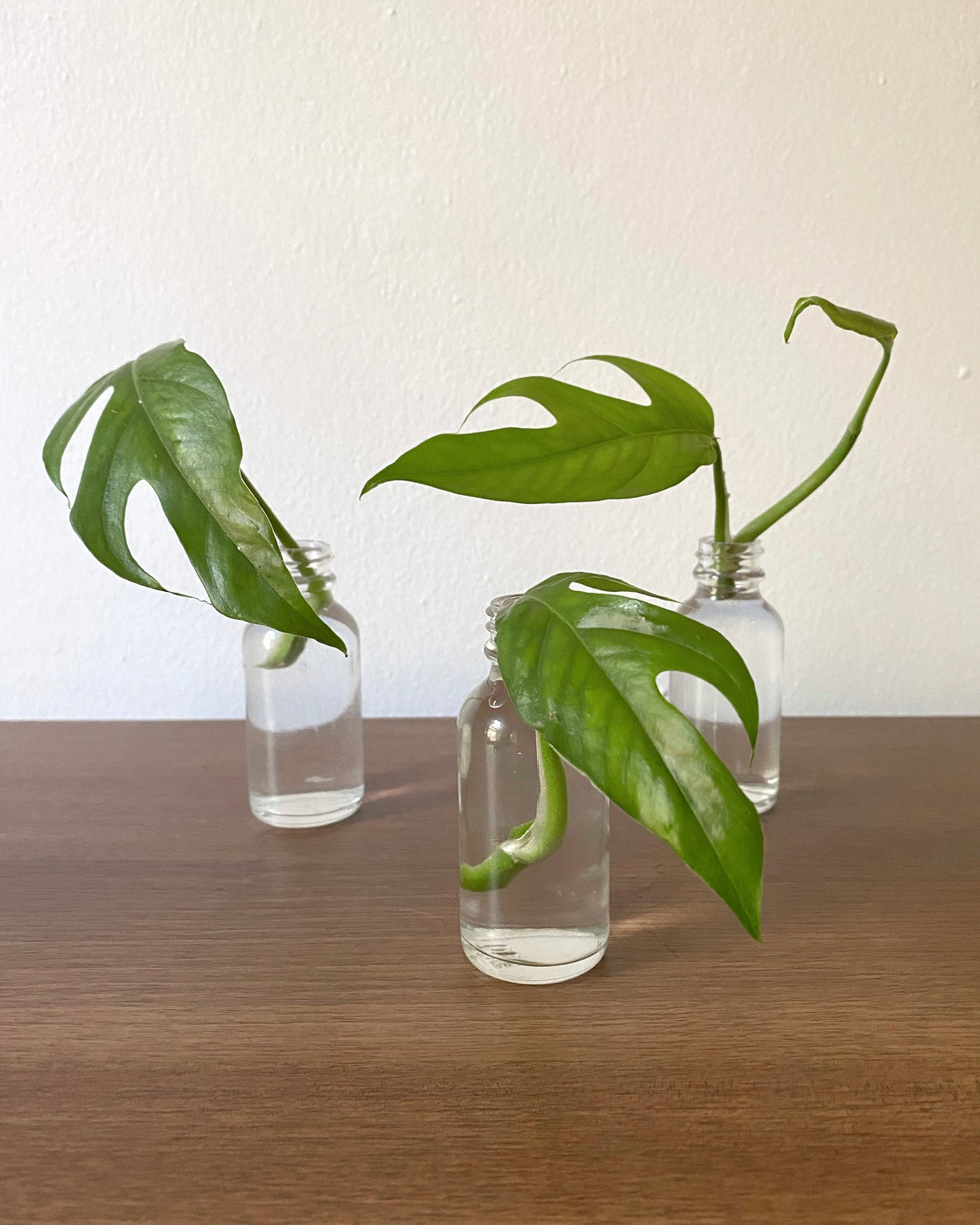 Baltic Blue Pothos - Rooted Cuttings