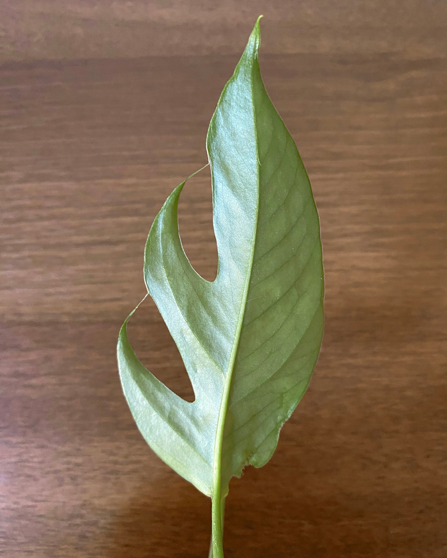 Baltic Blue Pothos - Rooted Cuttings