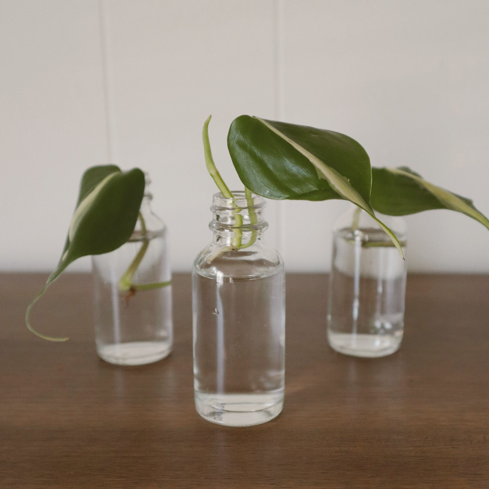 philodendron from cuttings Philodendron Silver Stripe
