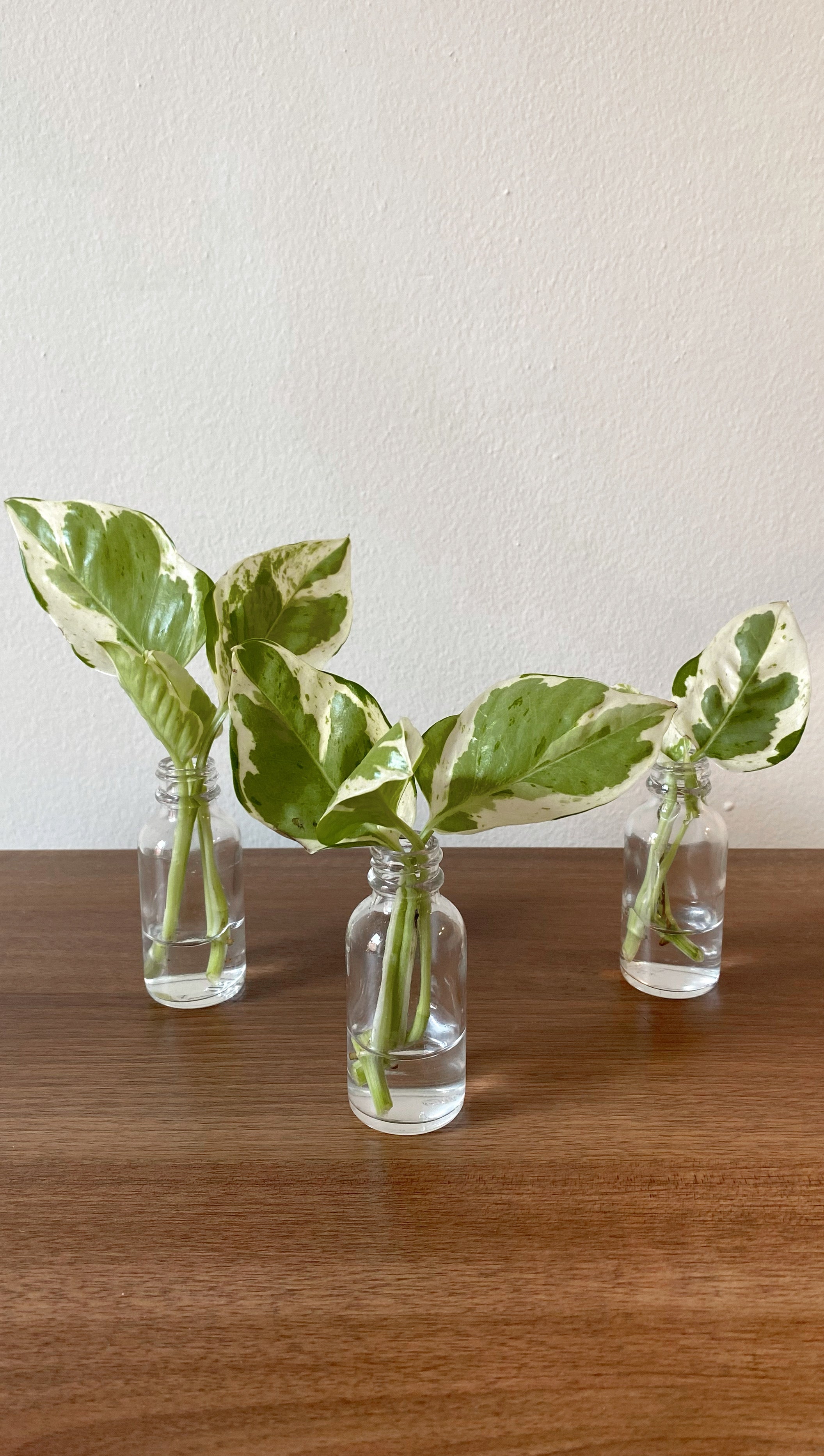 Products – Lili's