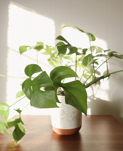 Rhaphidophora Tetrasperma - Rooted Cuttings