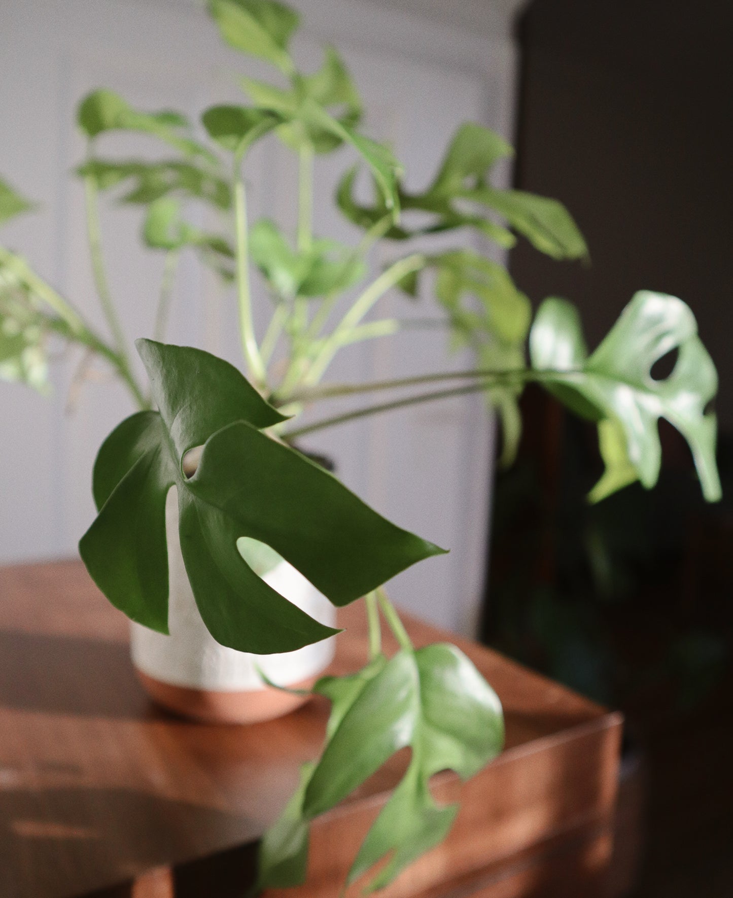 Rhaphidophora Tetrasperma - Rooted Cuttings