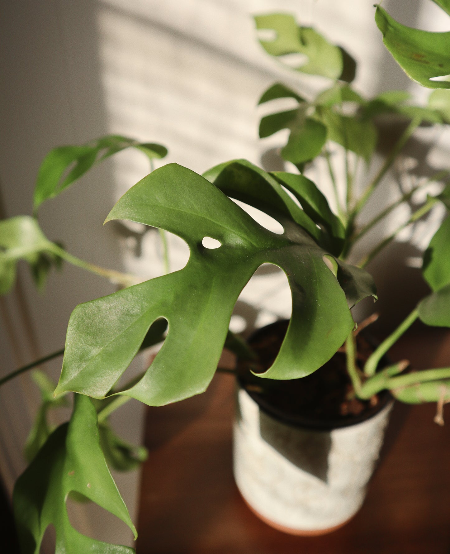 Rhaphidophora Tetrasperma - Rooted Cuttings