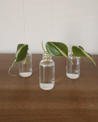 Philodendron Silver Stripe - Rooted Cuttings