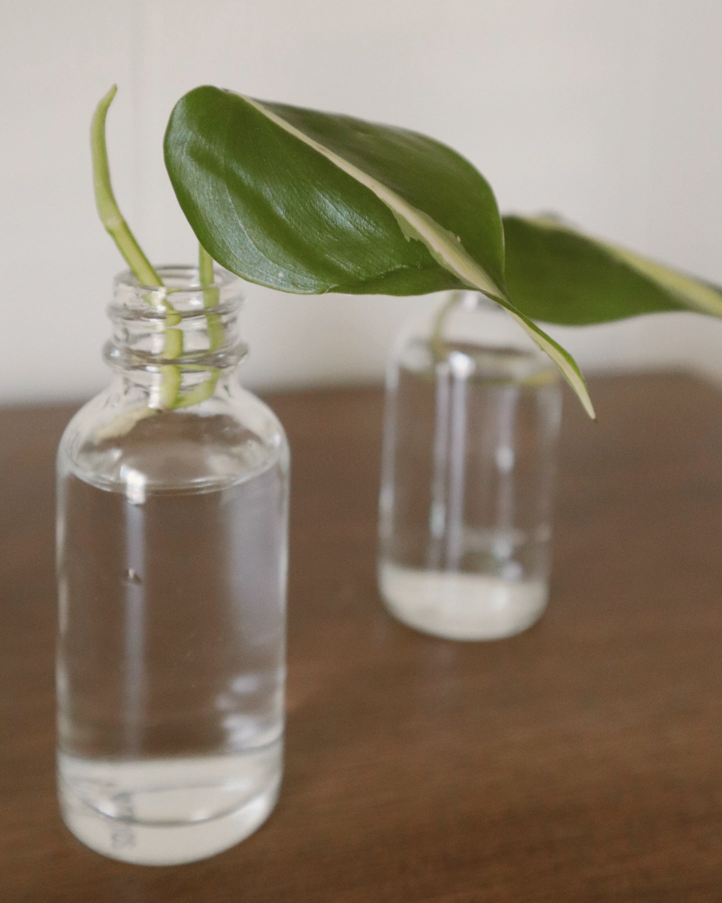 Philodendron Silver Stripe - Rooted Cuttings