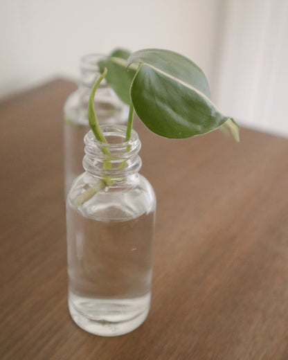 Philodendron Silver Stripe - Rooted Cuttings