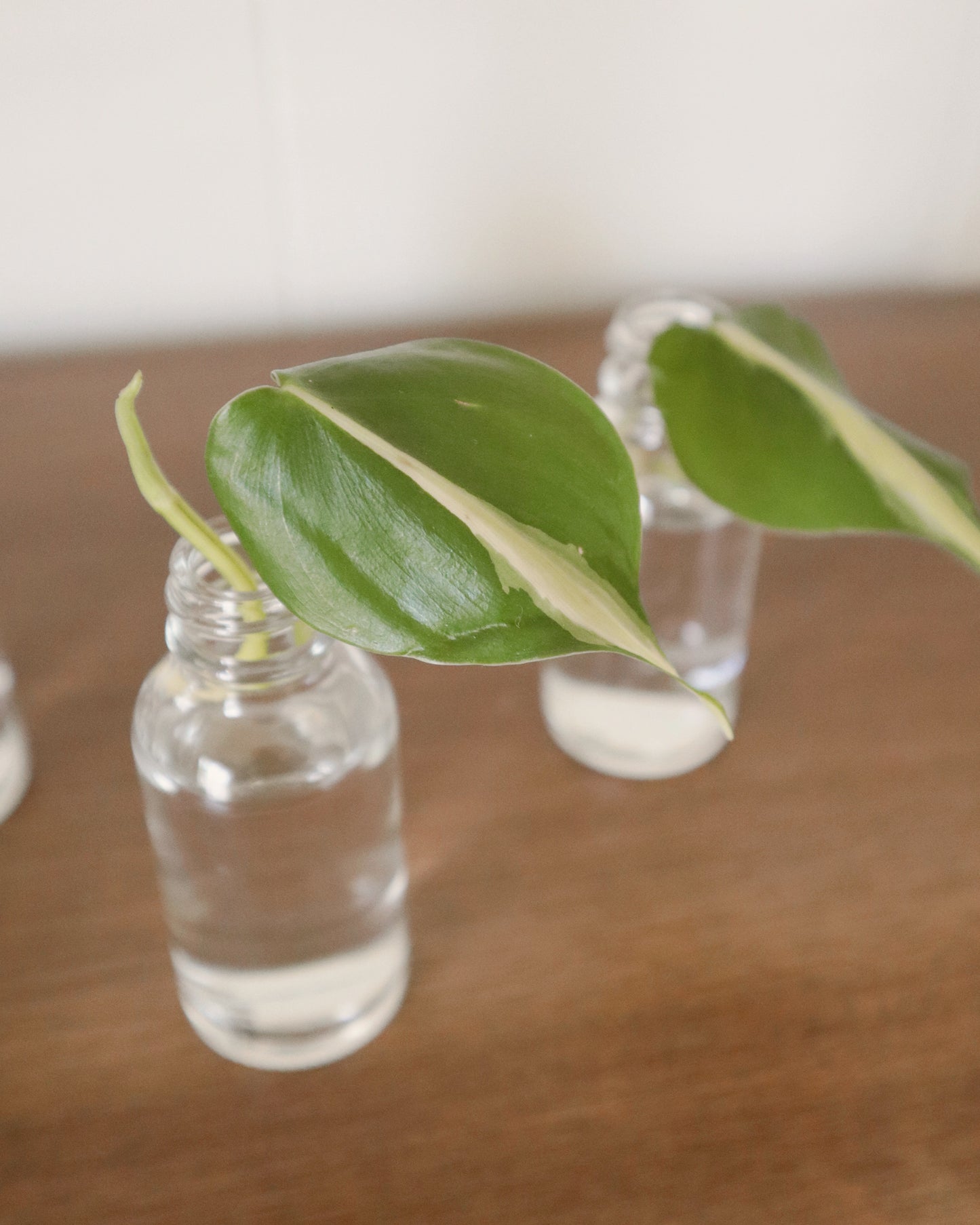 Philodendron Silver Stripe - Rooted Cuttings