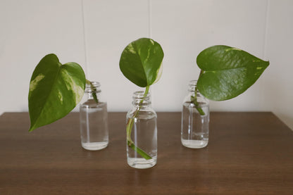 Jade Pothos - Rooted Cuttings