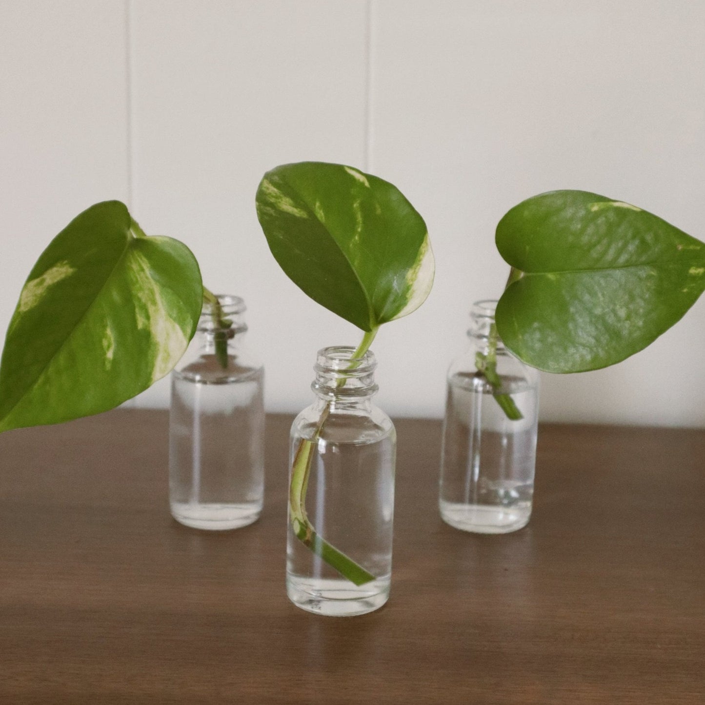 Jade Pothos - Rooted Cuttings