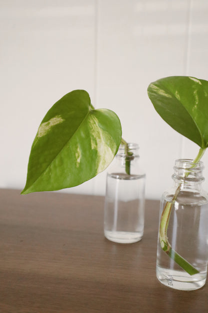 Jade Pothos - Rooted Cuttings