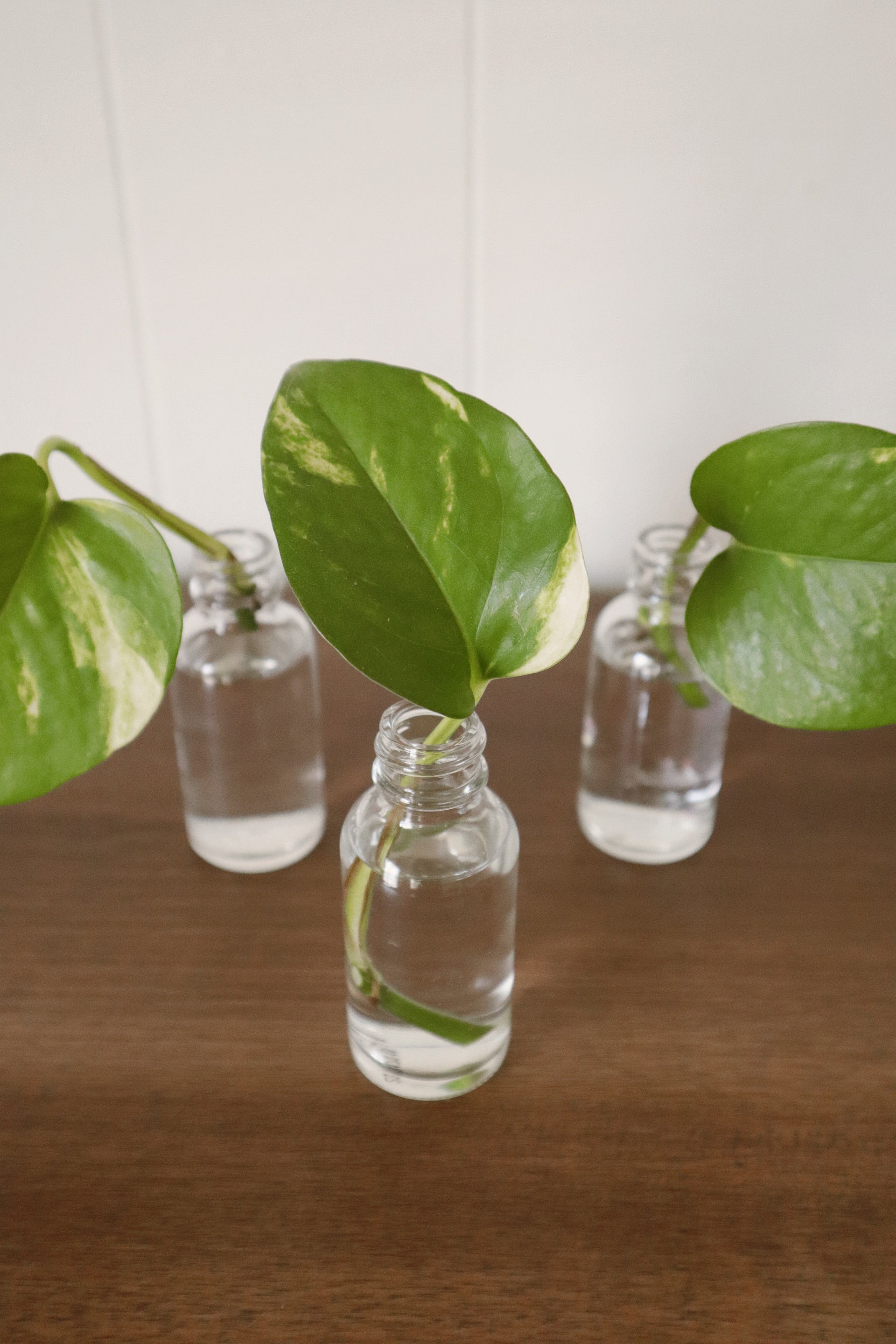 pothos in bottle Jade Pothos