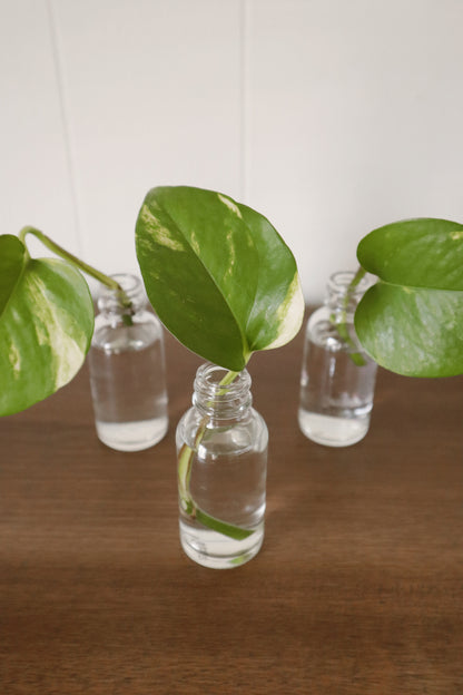 Jade Pothos - Rooted Cuttings