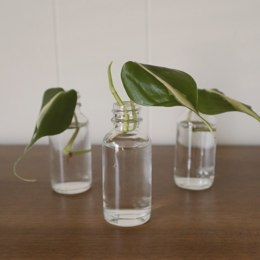 Philodendron Silver Stripe - Rooted Cuttings