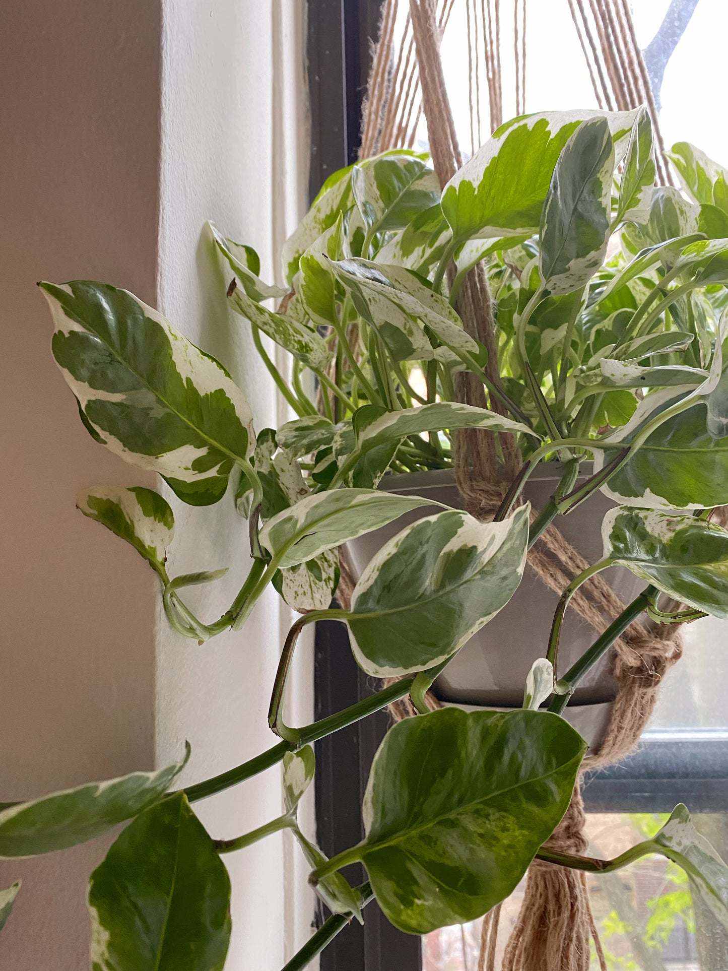 Pearls and Jade Variegated Pothos - Rooted Cuttings