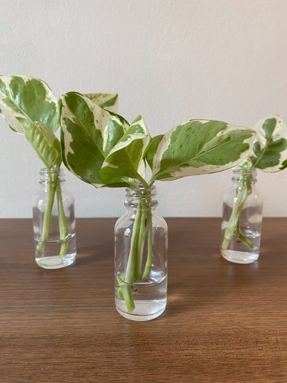 Pearls and Jade Variegated Pothos - Rooted Cuttings