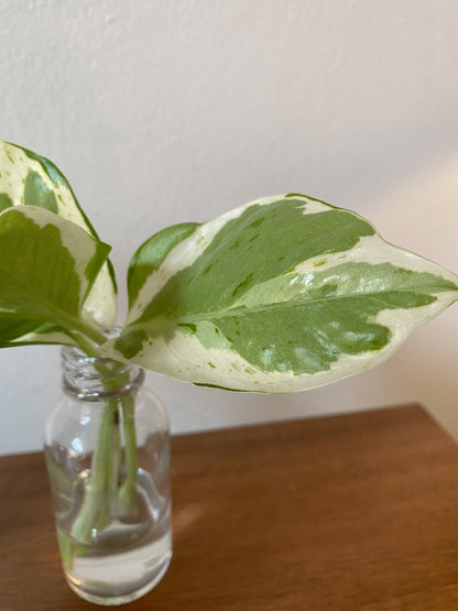 Pearls and Jade Variegated Pothos - Rooted Cuttings