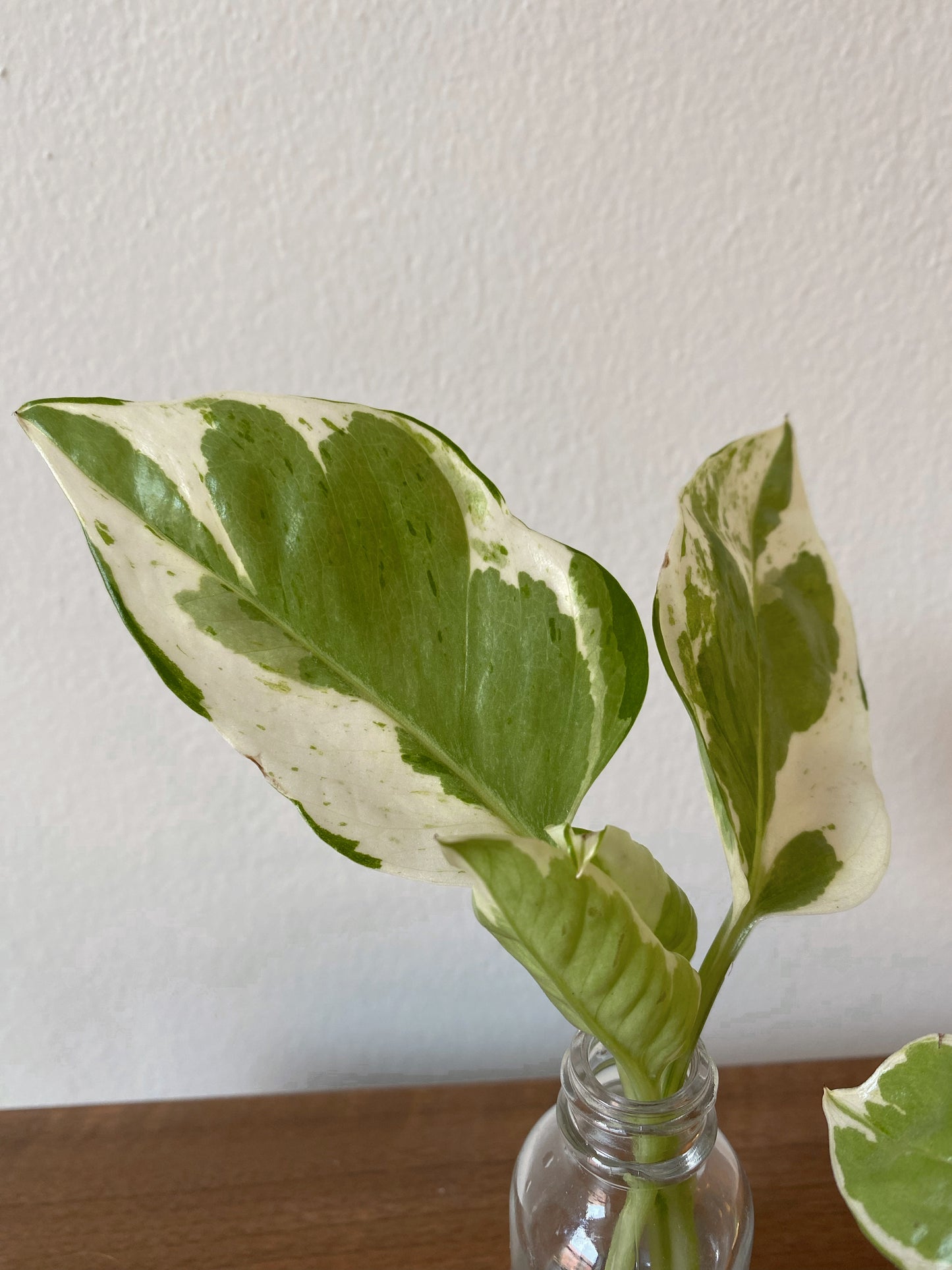 Pearls and Jade Variegated Pothos - Rooted Cuttings