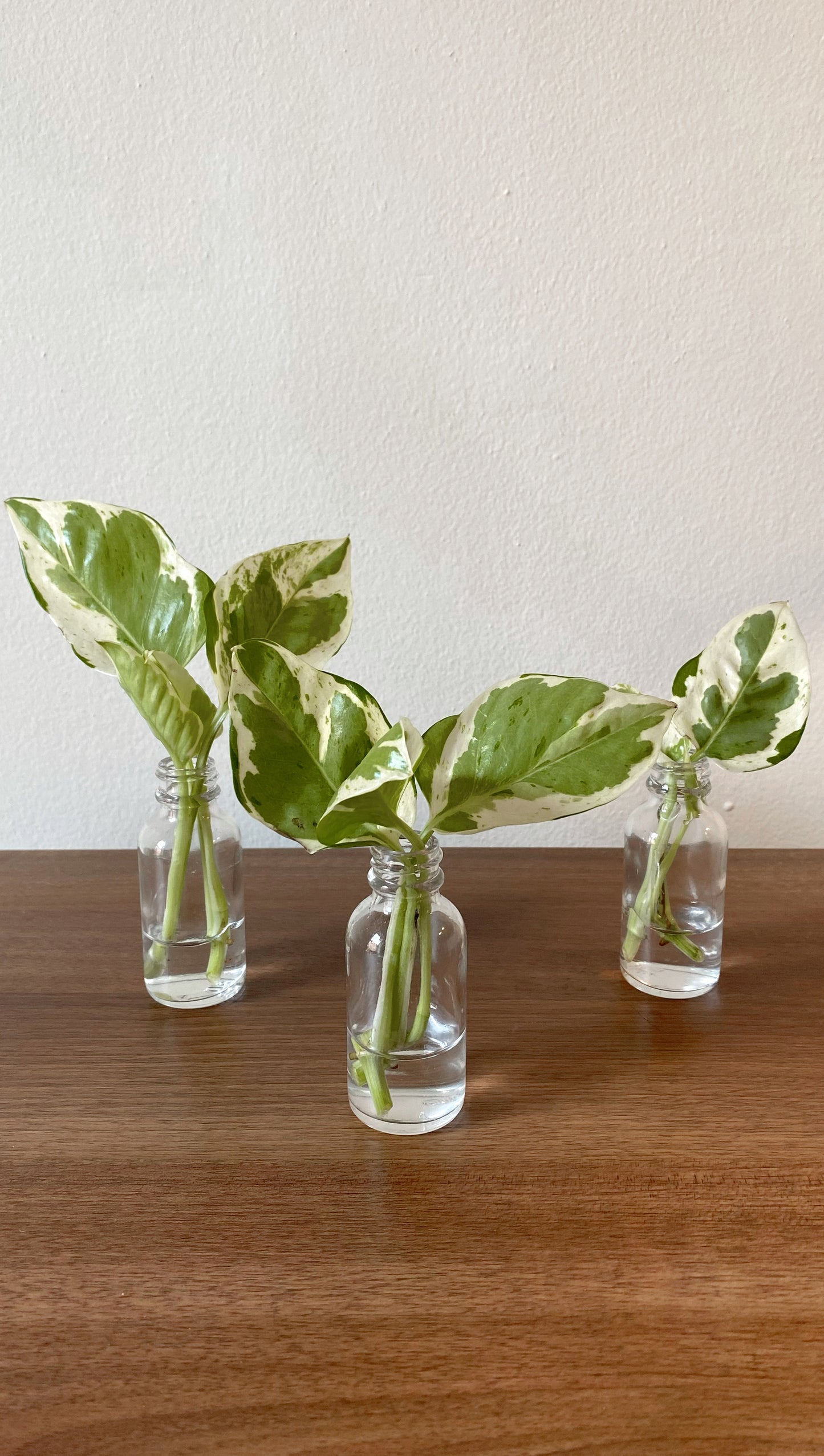 Pearls and Jade Variegated Pothos - Rooted Cuttings